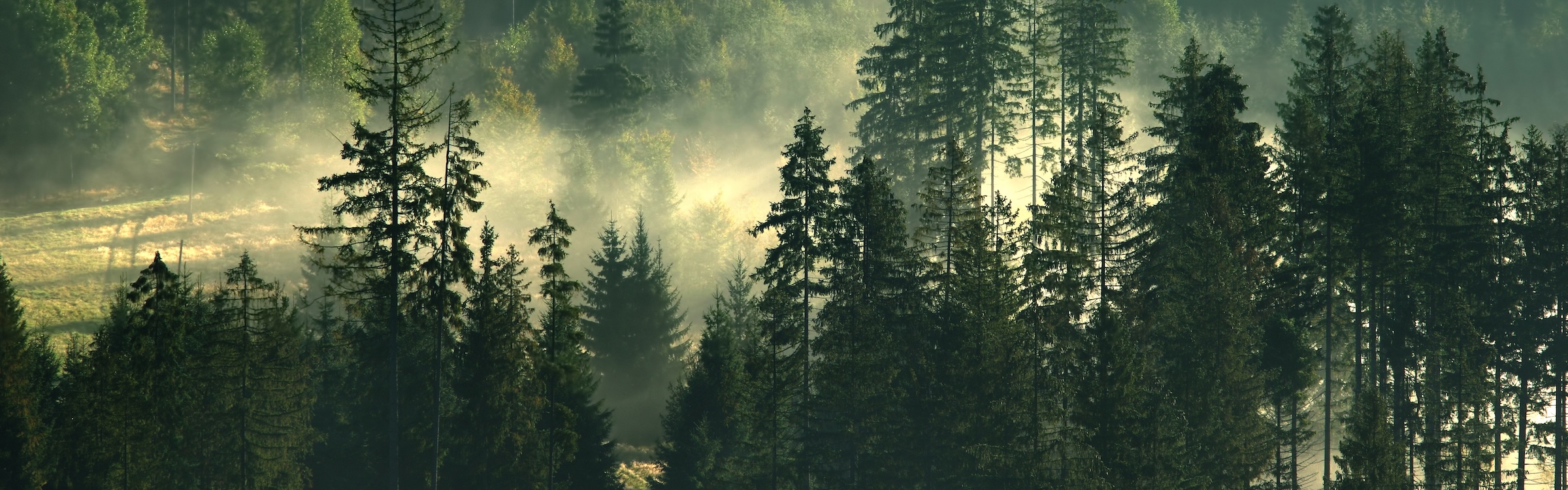 Image for the course: Fire-Retardant-Treated Wood and the IWUI Code