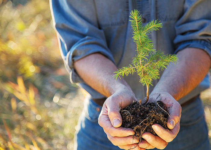 Display Image for course: The Impact of Wood Use on North American Forests